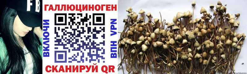 Псилоцибиновые грибы Cubensis  Сим 